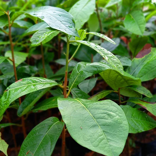 花梨木精油Rosewood Essential Oil