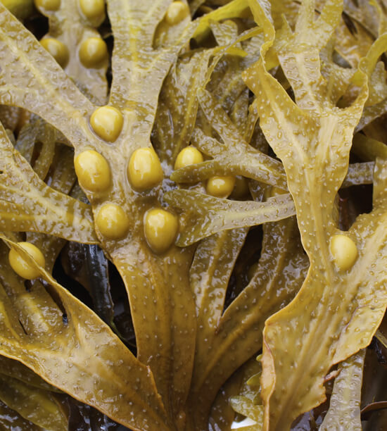 海藻净油SEAWEED FUCUS ABSOLUTE